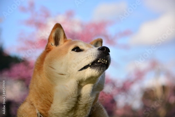 Obraz 青空と桜と柴犬