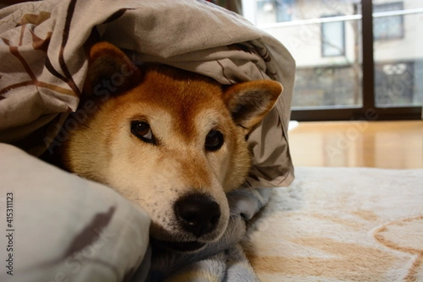 Obraz 布団にくるまり温まる柴犬