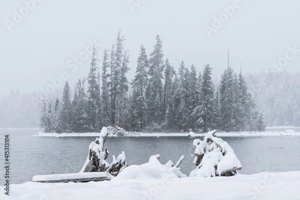 Obraz winter in the park