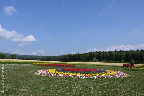 Obraz tulip field