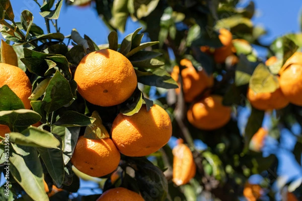 Fototapeta 冬の果実　みかん