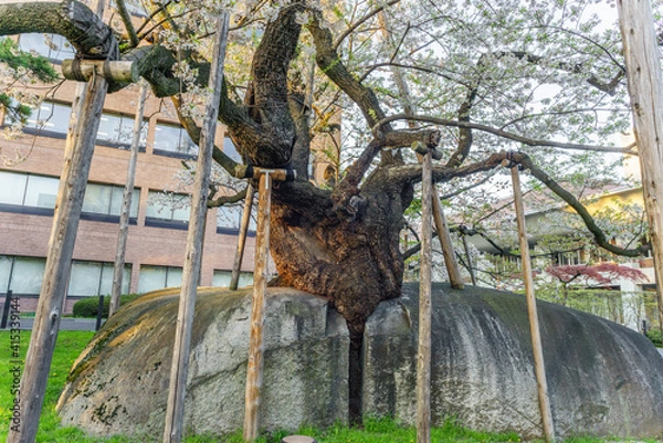 Fototapeta 春の石割桜の風景