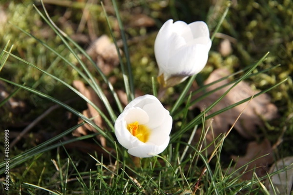 Obraz Crocus Ard Shenk