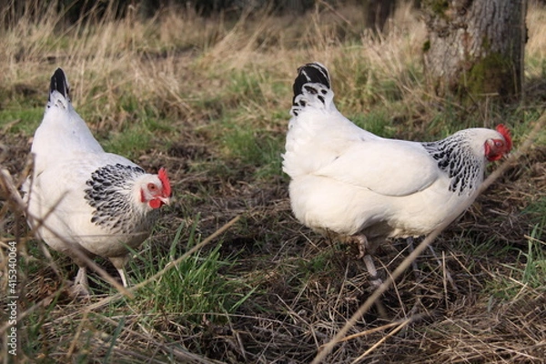 Obraz Poules de Bourbourg dans le verger