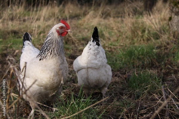 Obraz Poules dans le verger
