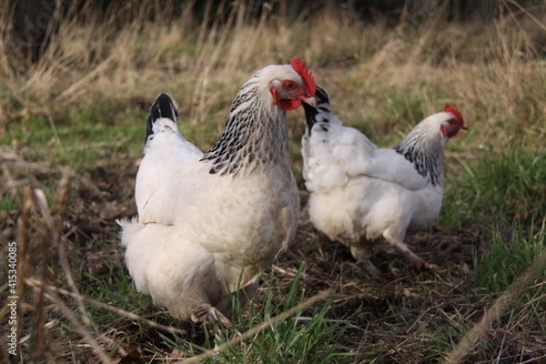 Obraz 2 poules de Bourbourg