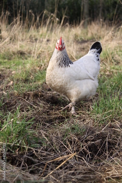 Obraz Poule de bourboug