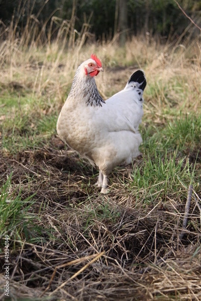 Obraz Poule blanche dans le verger