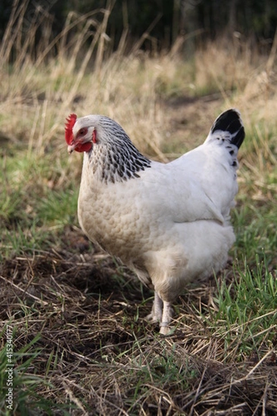 Obraz Poule de Bourboug