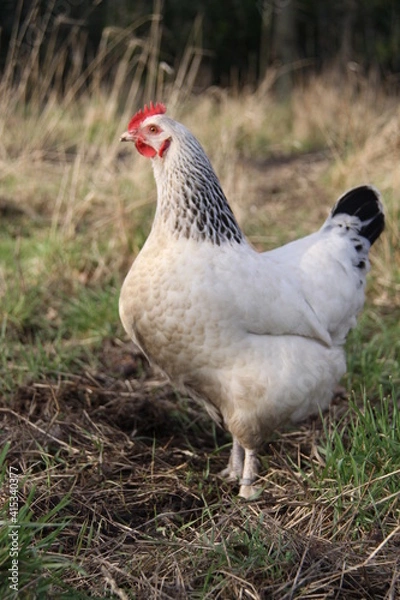 Obraz Poule blanche dans le verger