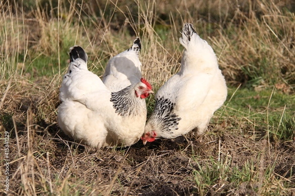 Obraz Poules Bourboug