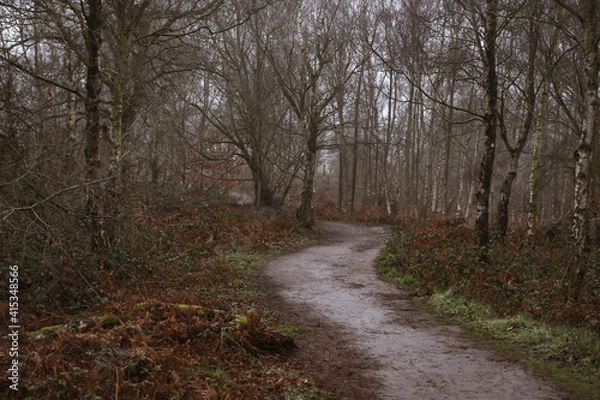 Fototapeta Misty Winding Path