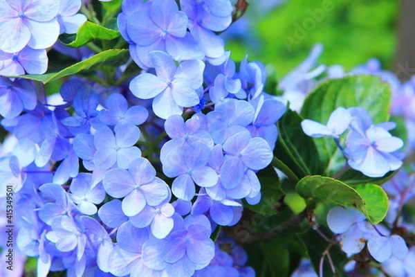 Obraz 満開の紫陽花