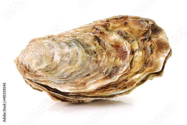 Obraz Fresh opened oyster on white background