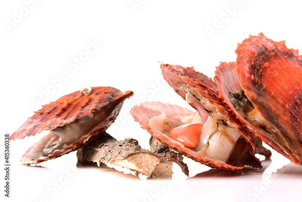 Obraz Raw scallop on white background 