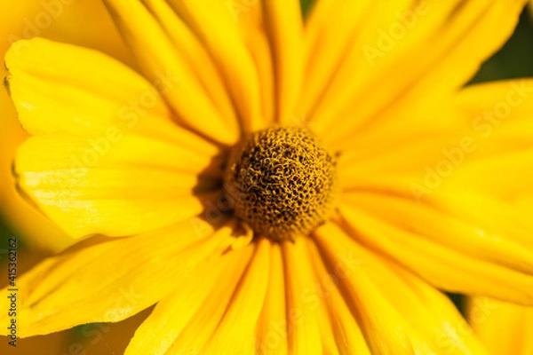 Fototapeta Flower macro