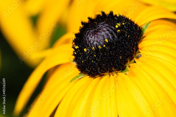 Fototapeta Flower macro