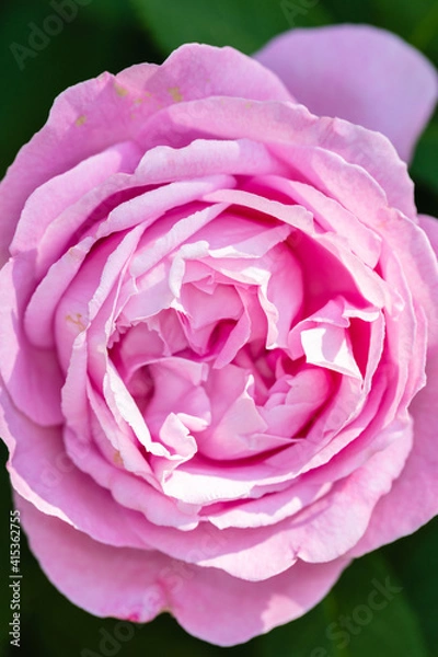 Fototapeta Flower macro