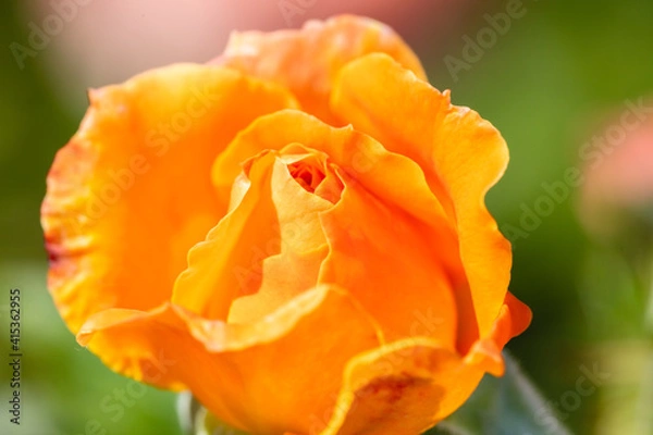 Fototapeta Flower macro