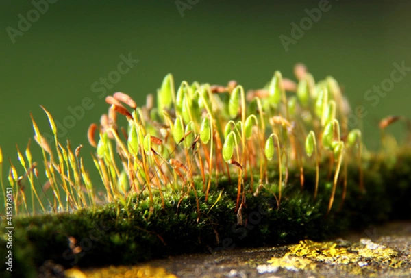 Obraz Mousse en fleurs