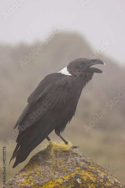 Obraz Hobbled white-necked raven