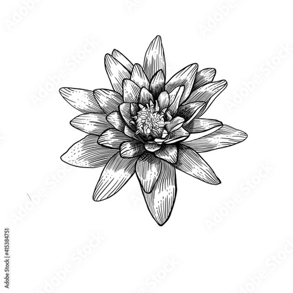 Fototapeta Water lily flower