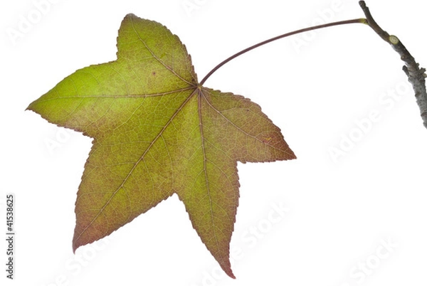 Fototapeta Liquidambar styraciflua, in full autumn colour on white