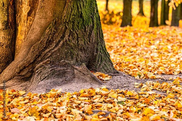 Obraz park
