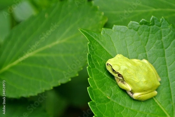 Fototapeta アジサイとアマガエル