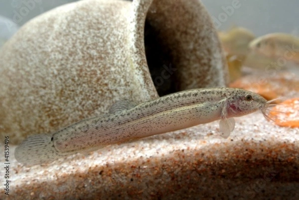 Fototapeta シマドジョウ