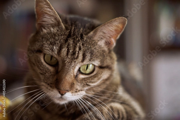 Obraz Lovely cat looking to play