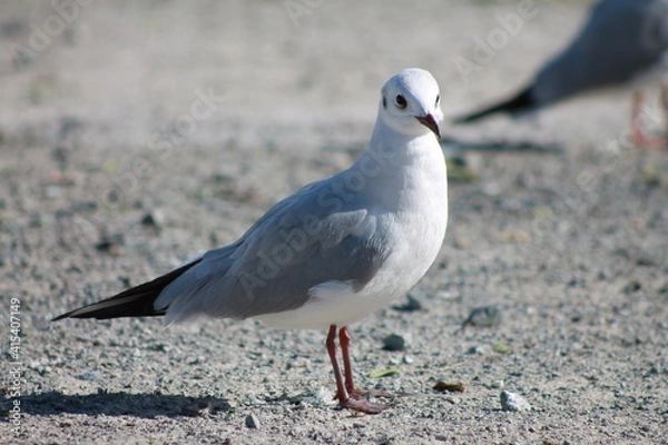 Obraz Bird on the mountain 1