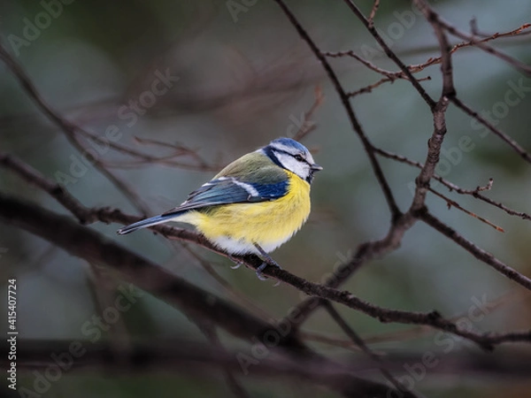 Fototapeta Titmouse.