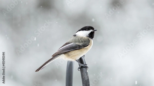 Obraz black capped chickadee