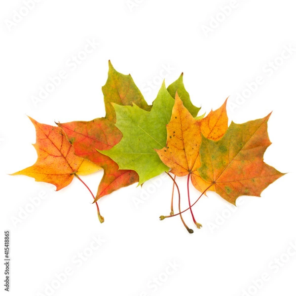 Fototapeta colorful autumn maple leaf isolated on white background