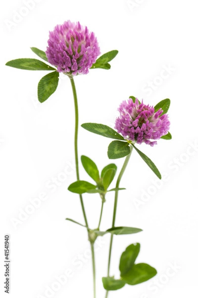 Obraz Koniczyna czerwona (Trifolium pratense) stojących na białym tle