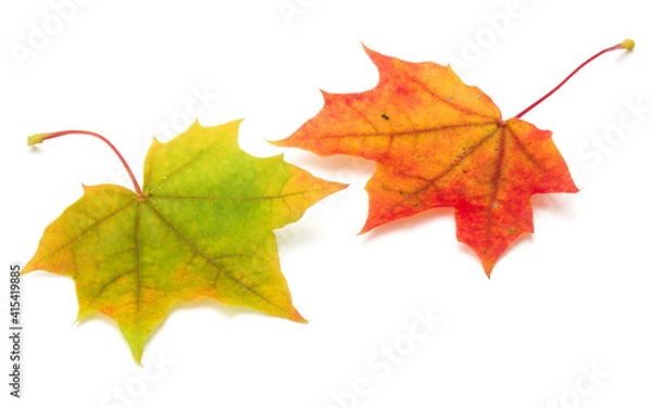 Fototapeta colorful autumn maple leaf isolated on white