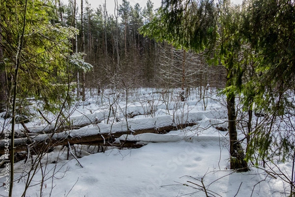 Fototapeta Winter forest