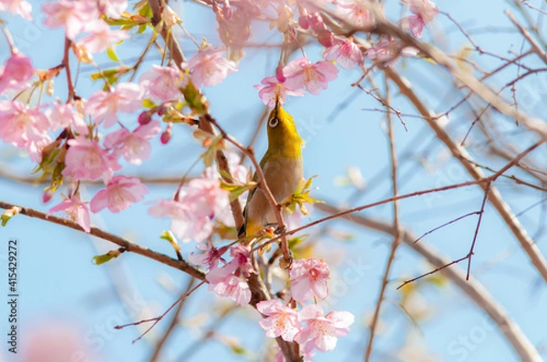 Fototapeta 河津桜の蜜を吸うメジロ 背景に青空 春の風景 日本