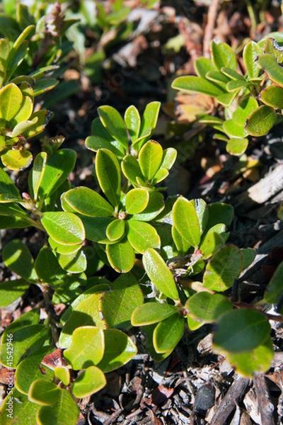 Obraz Uva Ursi Herb Leafs In Its Habitat