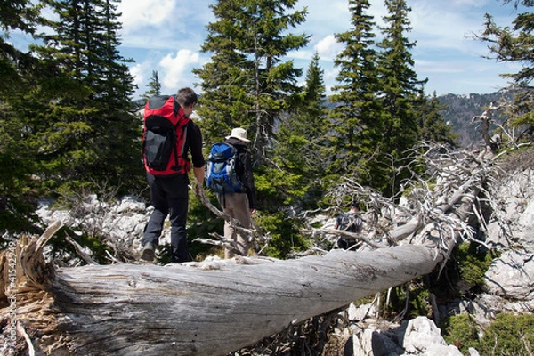 Obraz two mountaineers and the old tree trunk