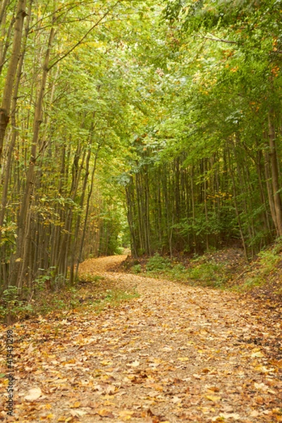 Fototapeta a winding path covered by leaves in the forest