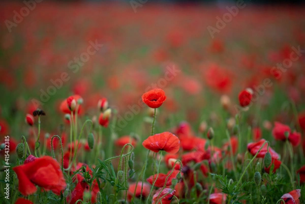 Obraz red poppy field