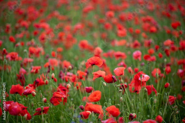 Fototapeta field of red poppies