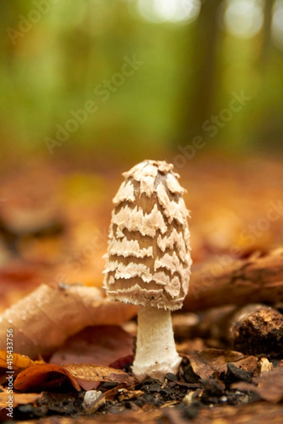 Obraz mushroom in the forest