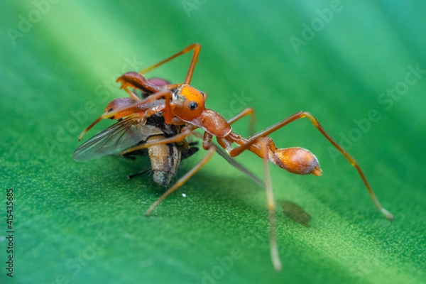 Fototapeta red ant on leaf