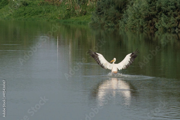 Fototapeta Pelican landing on water