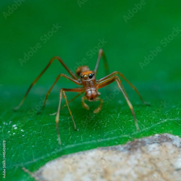 Fototapeta ant on leaf