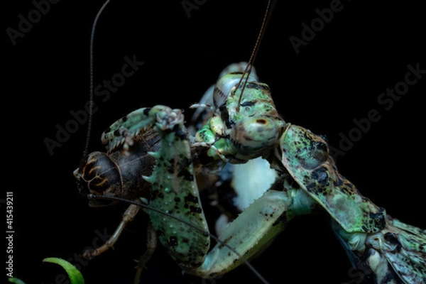 Obraz mantis eating