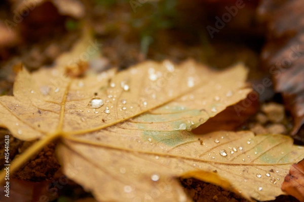 Fototapeta autumn leaf with drops of water